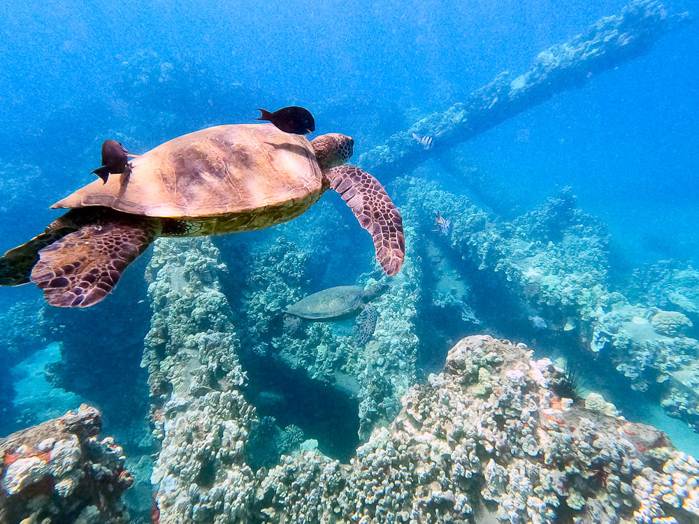 black durgon fish cleaning green turtle shell