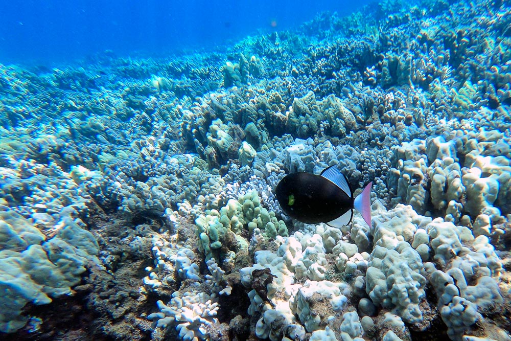black fish at north kaanapali beach