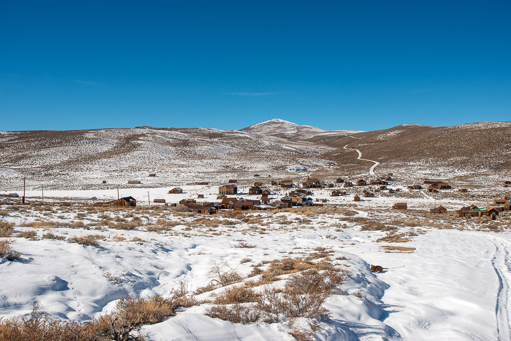bodie in the snow in november 2022