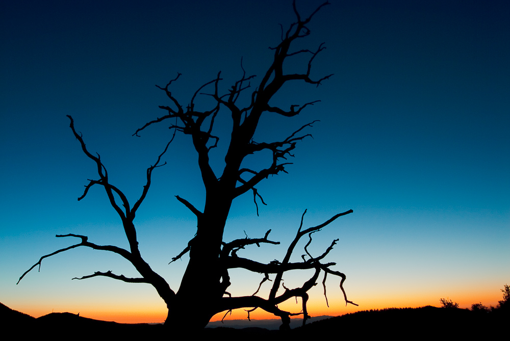 bristlecone pine sunrise
