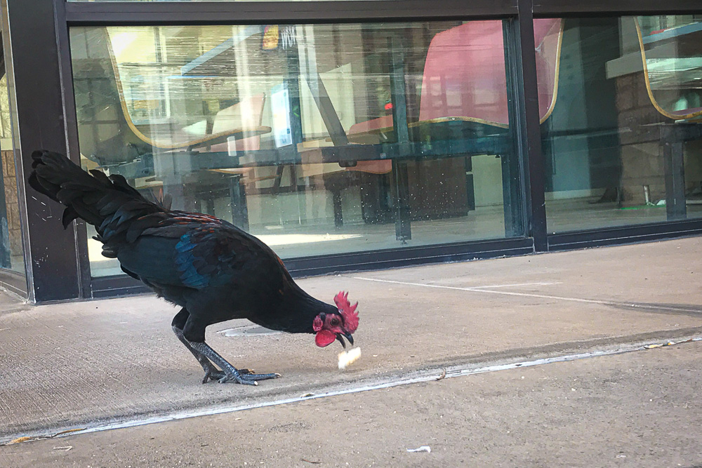 chicken eating at maui mall