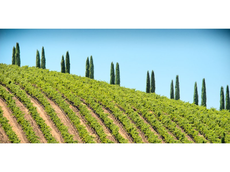 custom fine art paso robles