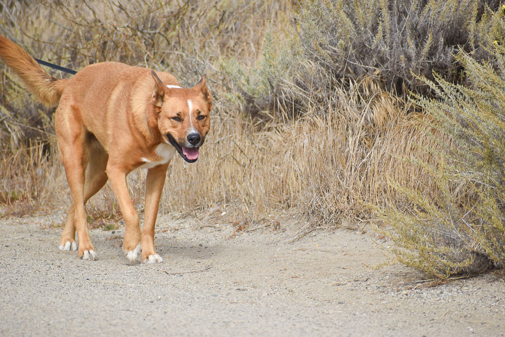 dog walking in morro bay