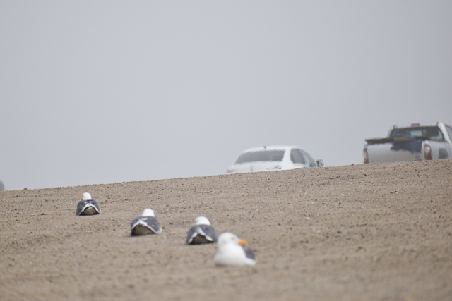 four sea gulls in row at morro rock parking lot