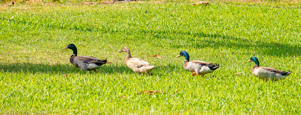 four ducks on maui