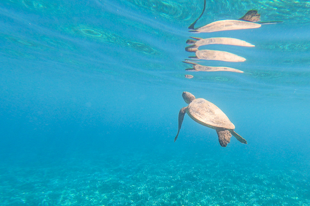 green sea turtle at north kaanapali beach