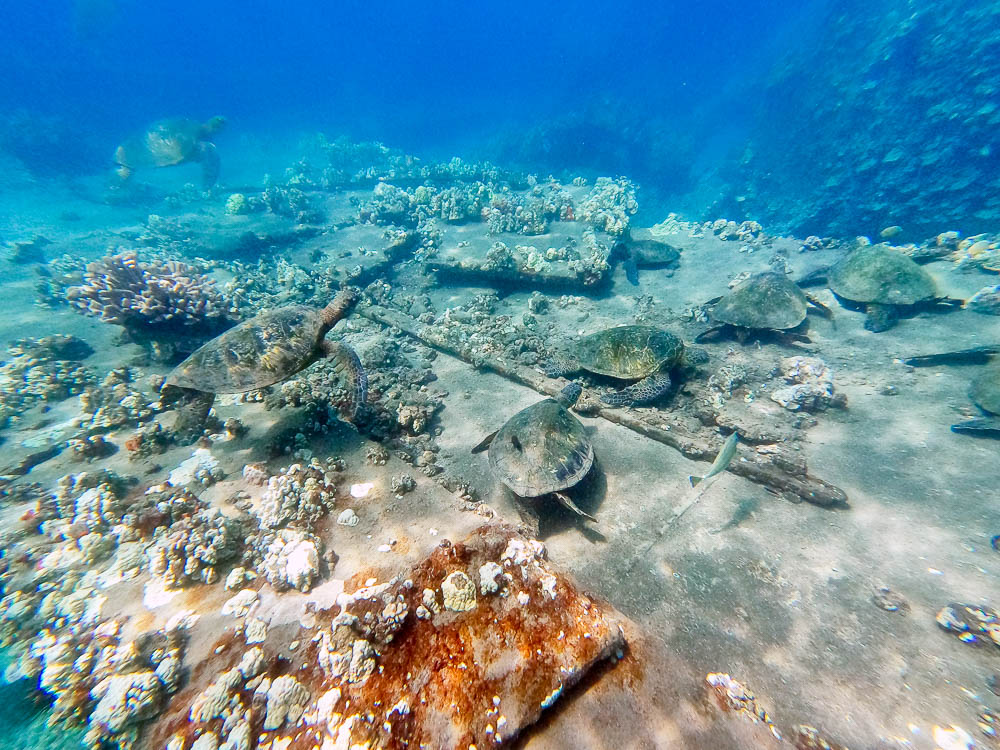 green sea turtles hanging out on bottom at mala pier beach in maui