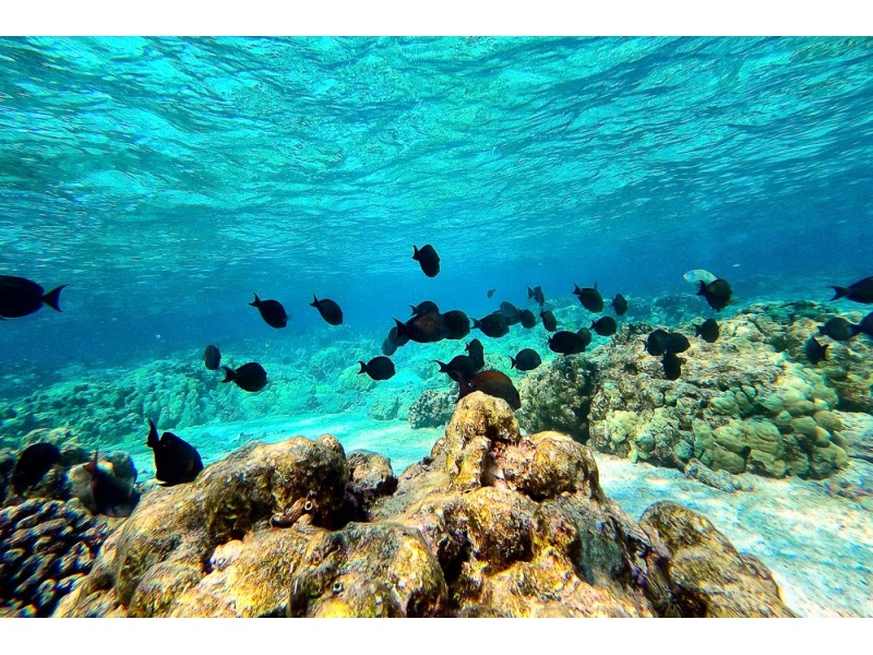 hawaii art work for home