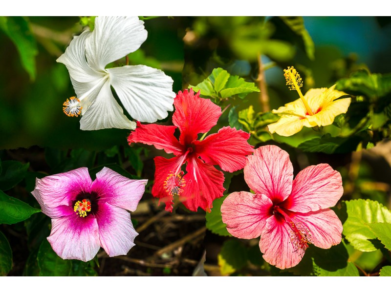 hawaii hibiscus art