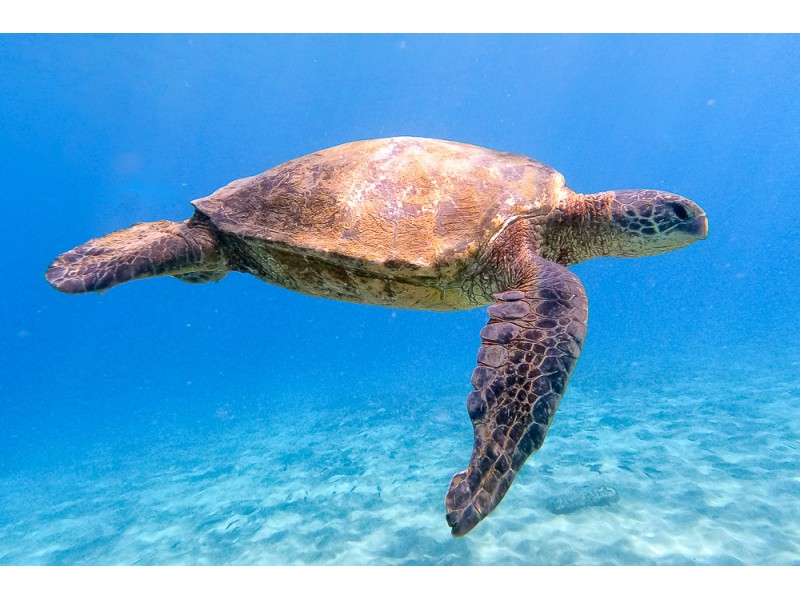 hawaiian art work for home