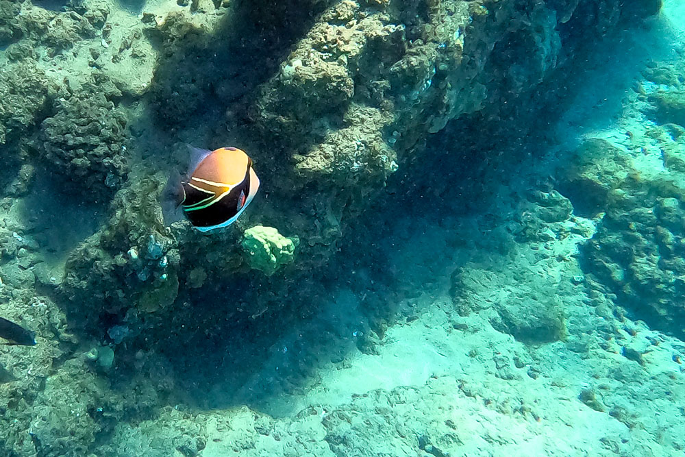 humuhumu nukunuku apuaa hawaii state fish