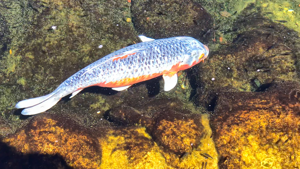 koi fish in pond at maui westin resort