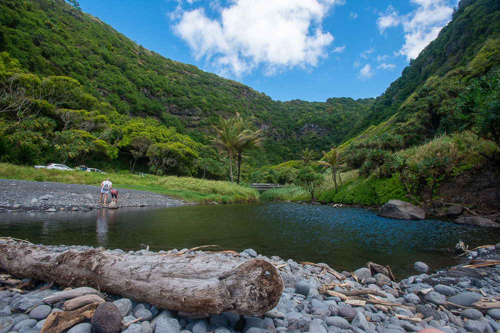 lush forest and water on maui island