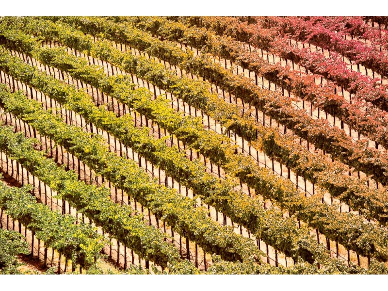 paso robles custom art