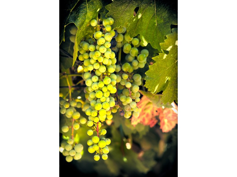 paso robles fine art for home