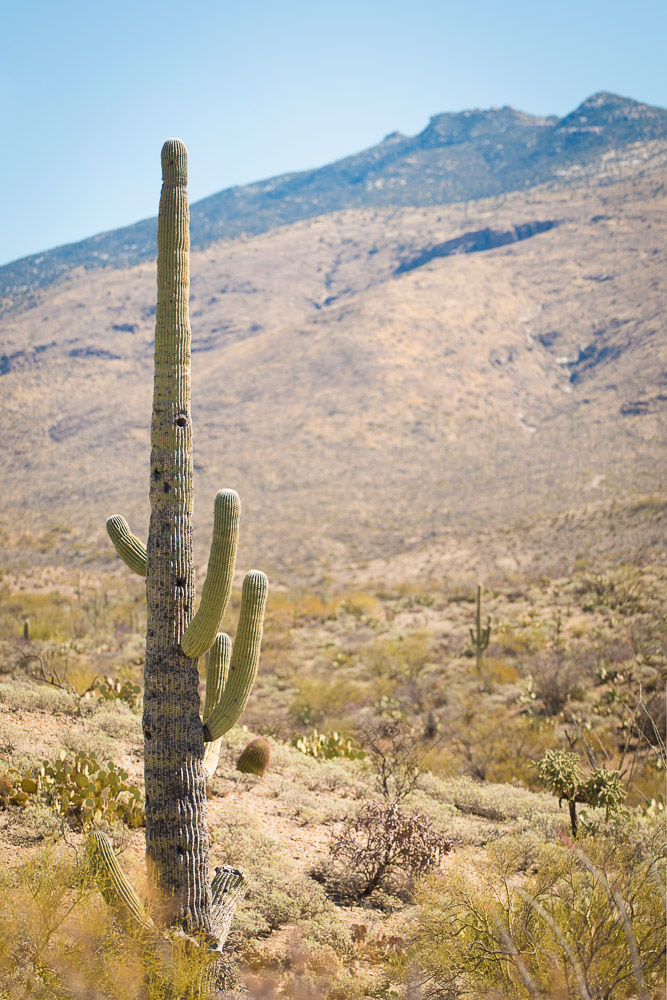 saguaro national park damaged saguaro