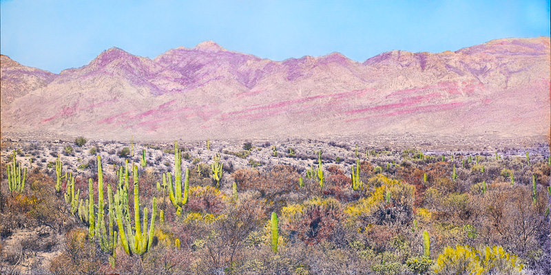 saguaro national park handcolored saguaro scene