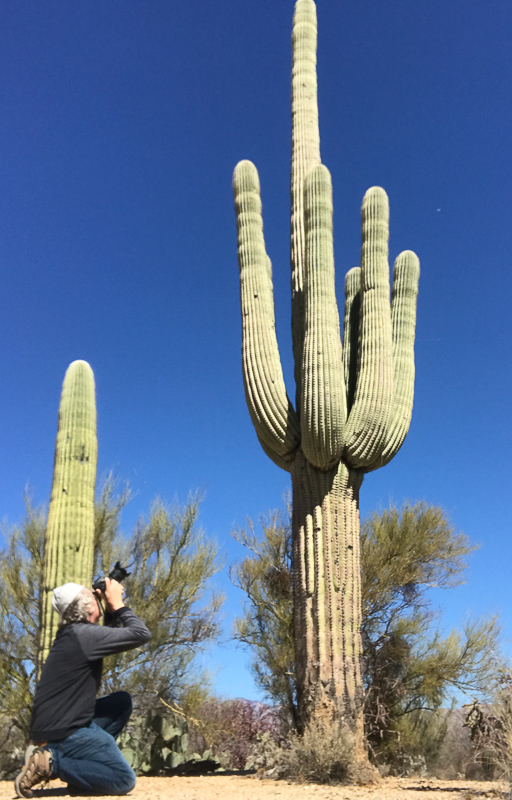 saguaro national park roy kerckhoffs taking picture of saguaro