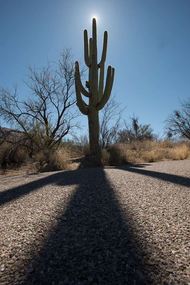 saguaro national park sun behind saguaro