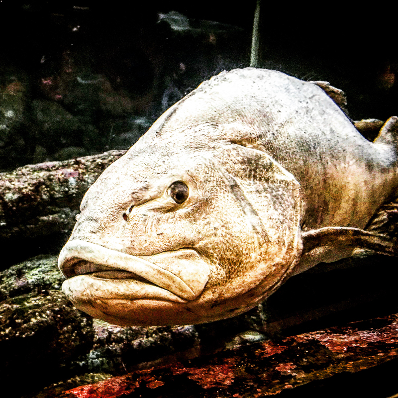sea bass at monterey bay aquarium