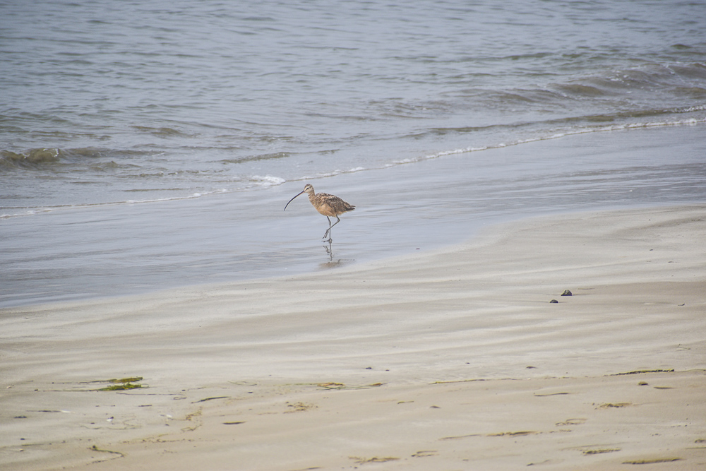 snipe walking on the beach in morro bay