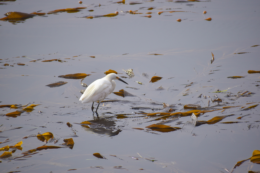 snowy egret walking over kelp in morro bay
