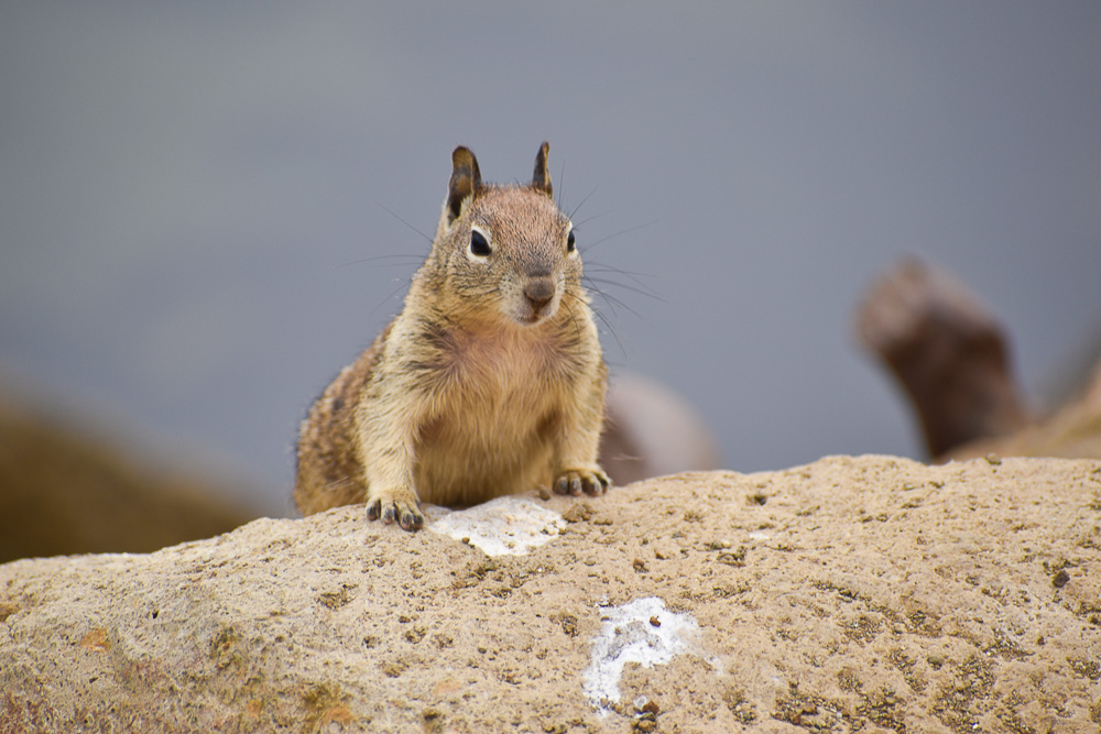 squirrel looking out from boulder