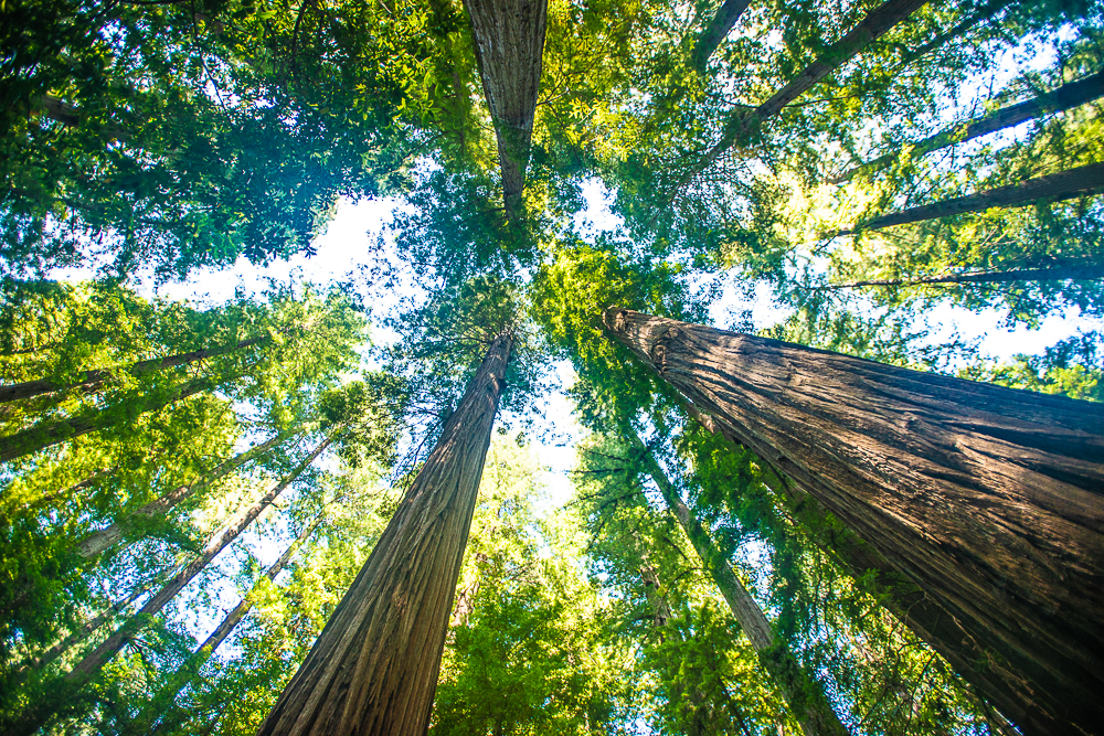 tall trees in humboldt redwood state park
