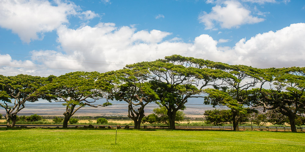 trees lining street on maui