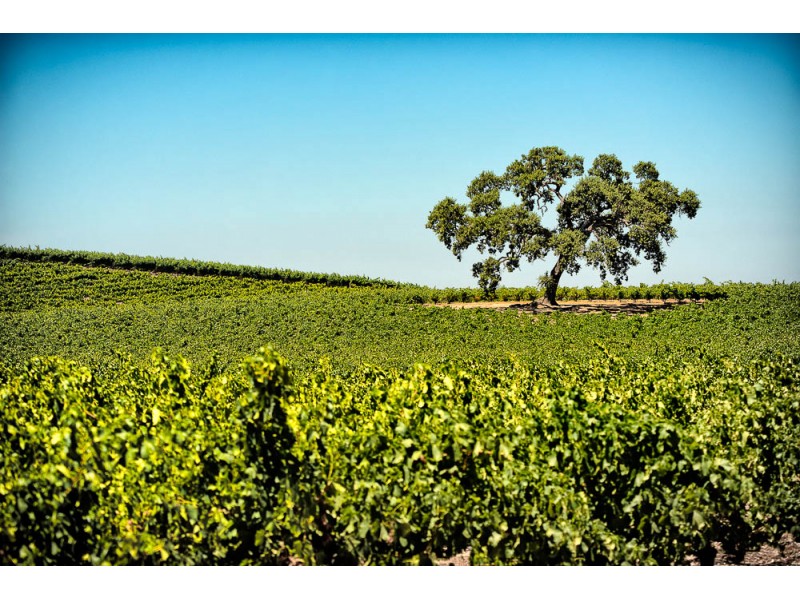 wall art paso robles